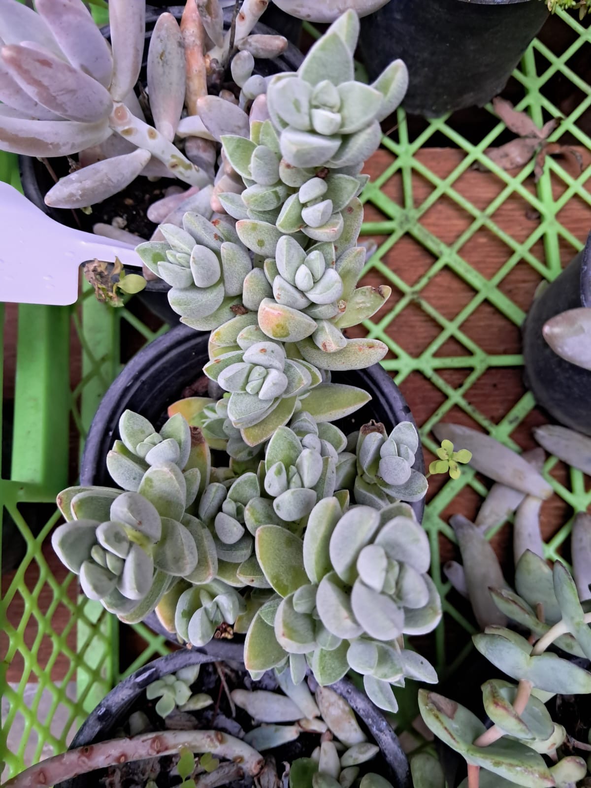 Crassula Lanuginosa Var. Pachystemon