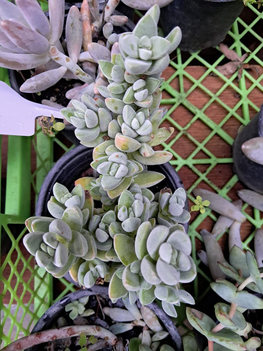 Crassula Lanuginosa Var. Pachystemon