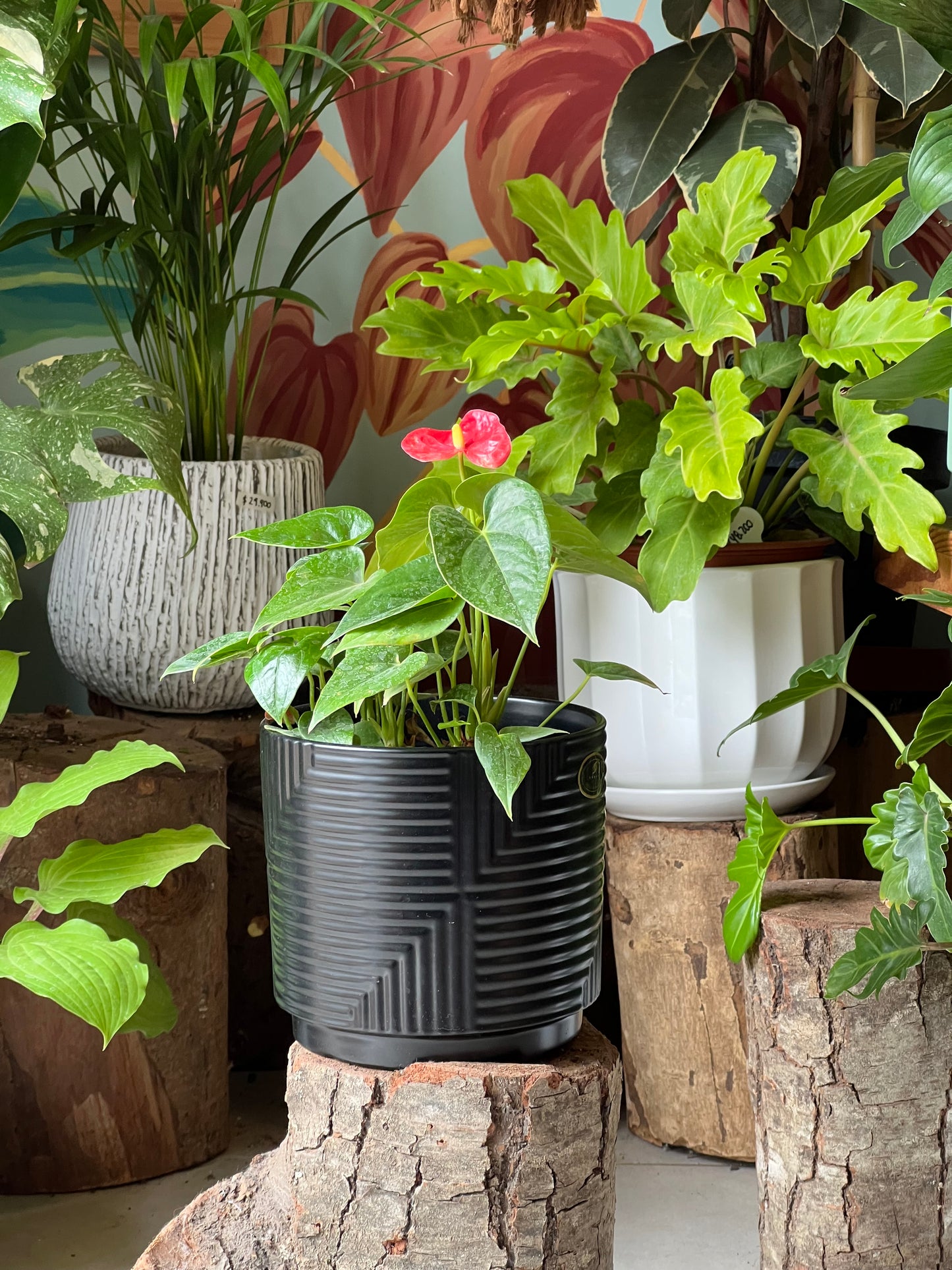 Anturio + Macetero Cerámica