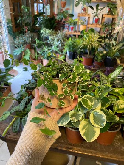 Ficus Repens
