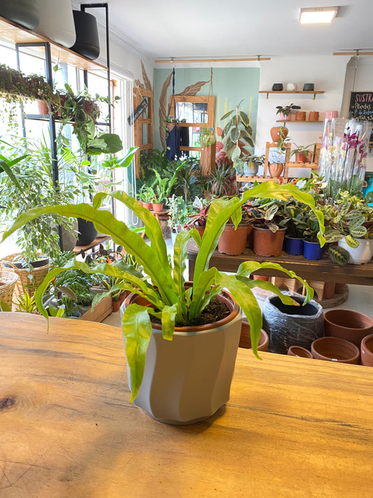 Helecho Asplenium (nido De Aguila) Osaka M