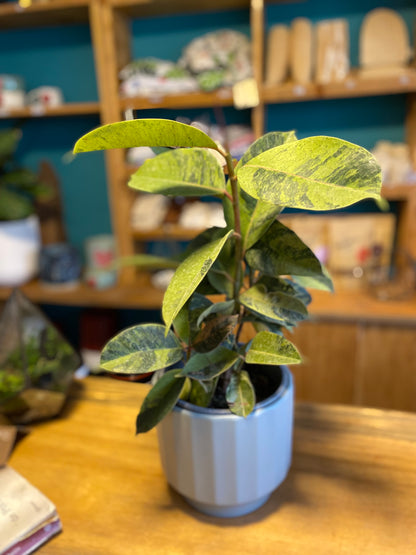 Gomero Ficus Shivereana