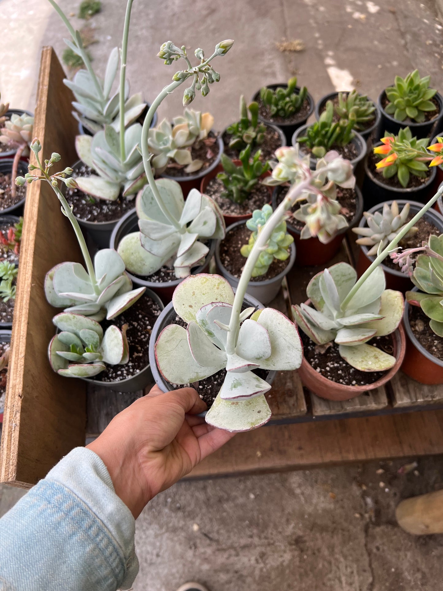 Crassula Silver