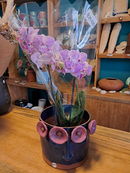 Orquidea Phalaenopsis