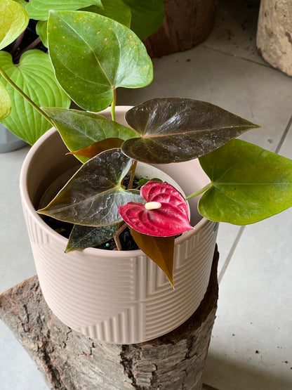 Anturio + Macetero Cerámica