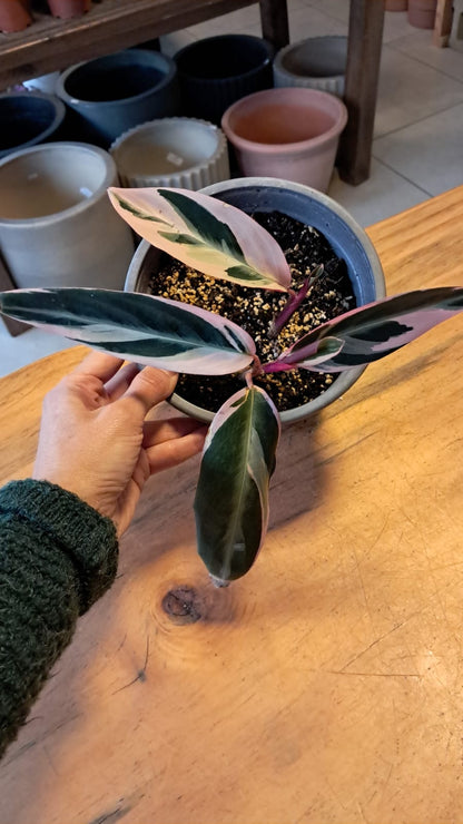 Calathea Stromanthe Triostar