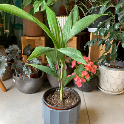 Palmera Kentia