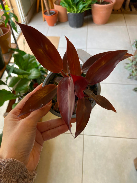 Filodendro Sun Red