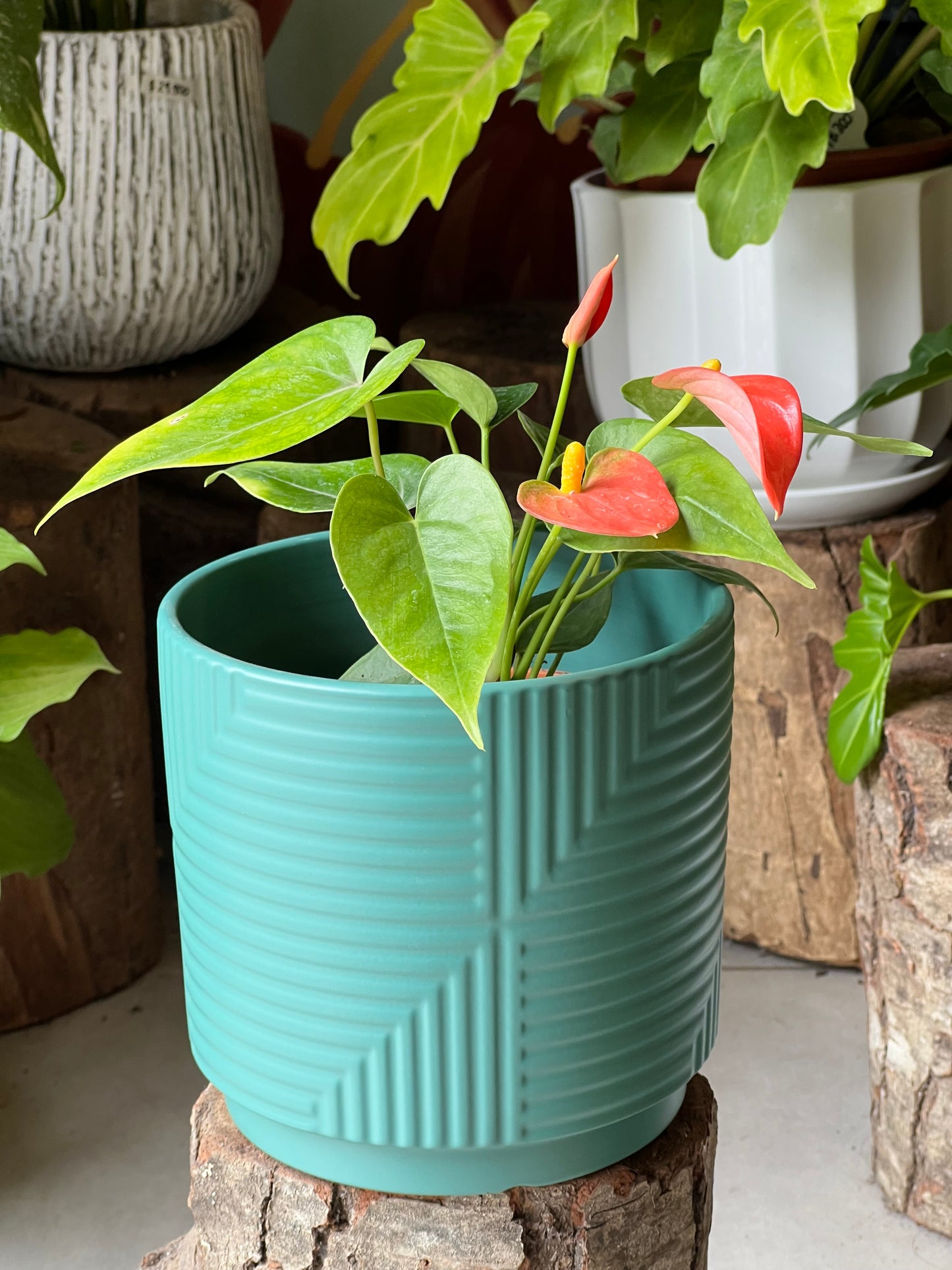 Anturio + Macetero Cerámica