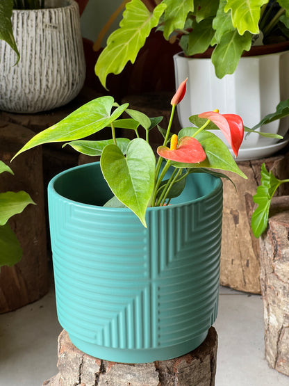 Anturio + Macetero Cerámica