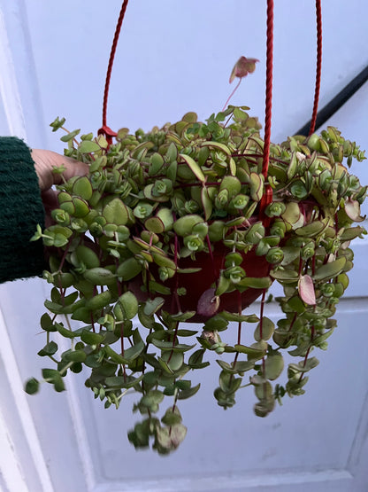 Crassula Pellucida Marginalis