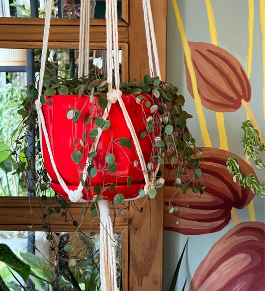 Peperomia Lenteja M