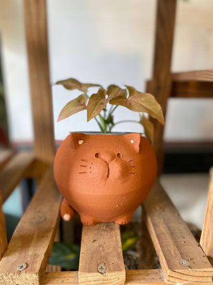 Macetario Gatito