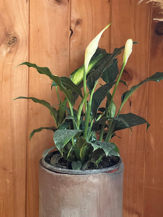 Espatifilio (cuna De Moisés)