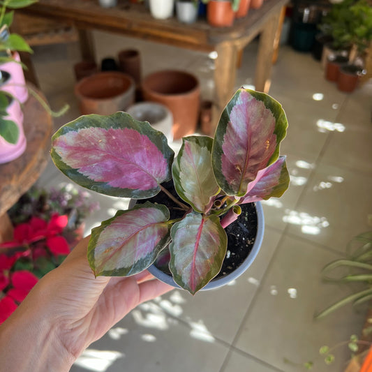 Calathea Roseopicta White Cloud