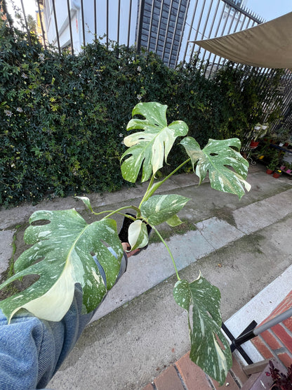 Monstera Variegada Thai Constellation