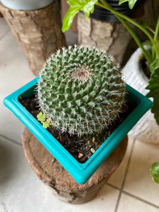 Cactus Variedades