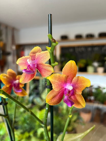 Orquidea Phalaenopsis