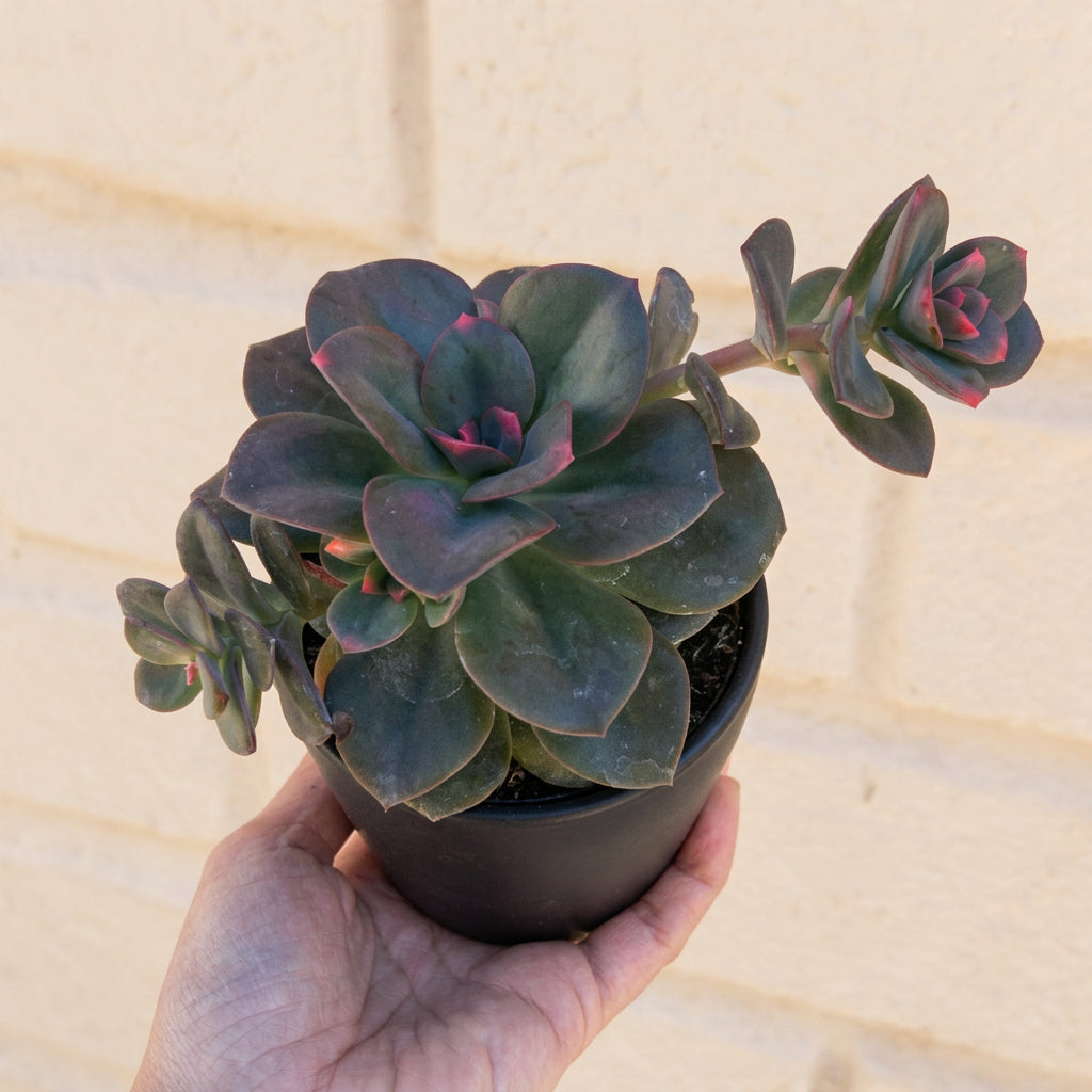 Echeveria Chroma