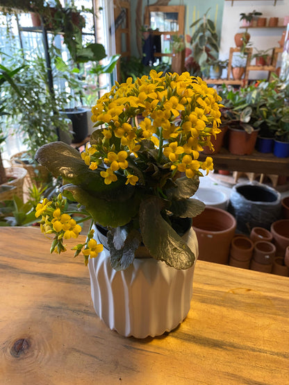 Kalanchoe Happy House