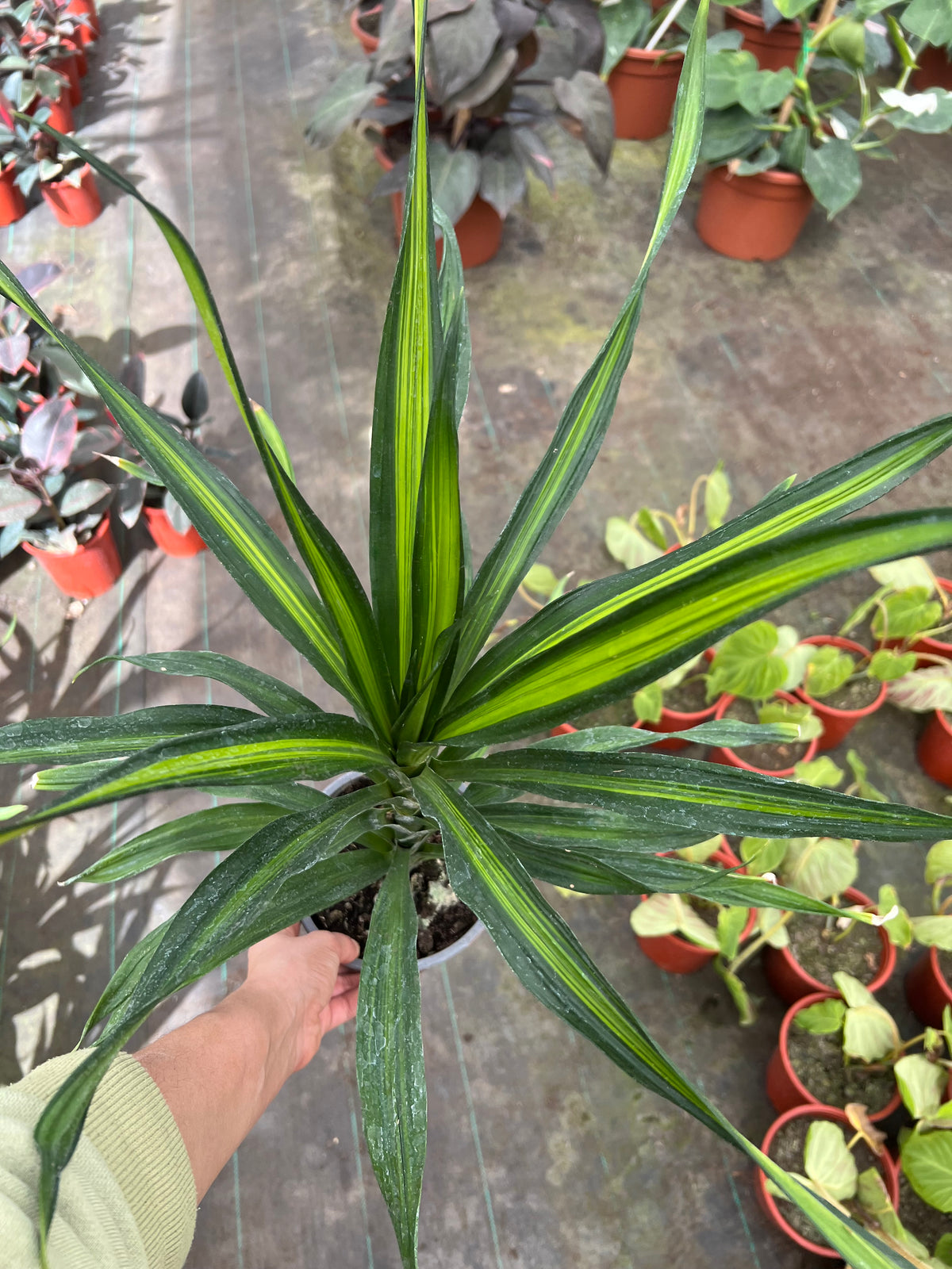 Dracena Ricky