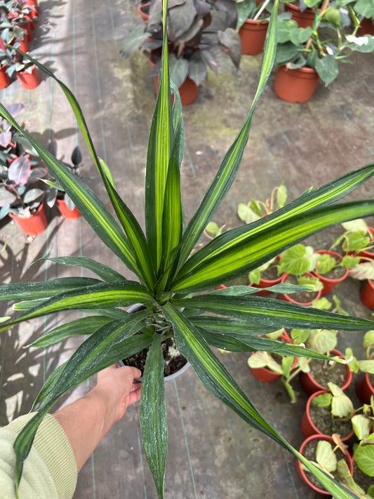 Dracena Ricky