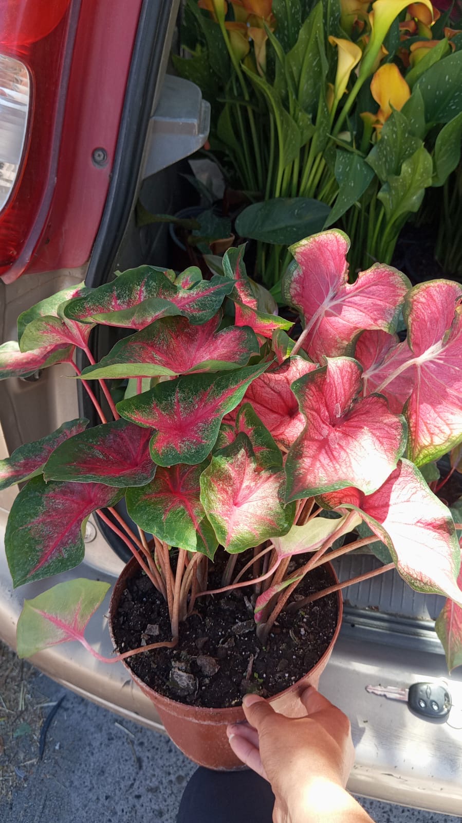 Caladium