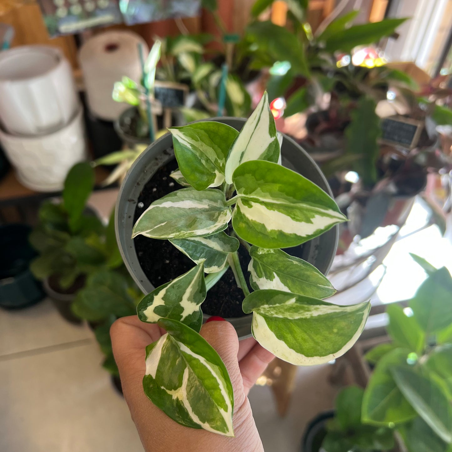 Potus Scindapsus N'Joy