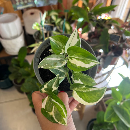 Potus Scindapsus N'Joy