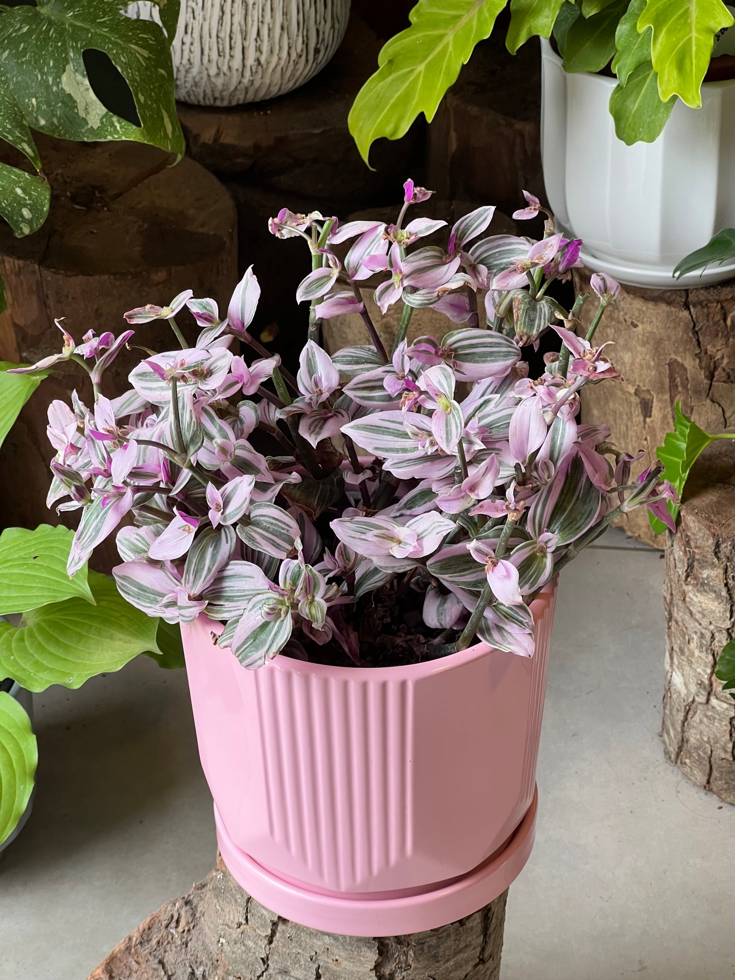 Tradescantia Nanouk + Macetero Cerámica