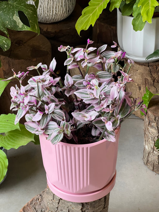 Tradescantia Nanouk + Macetero Cerámica