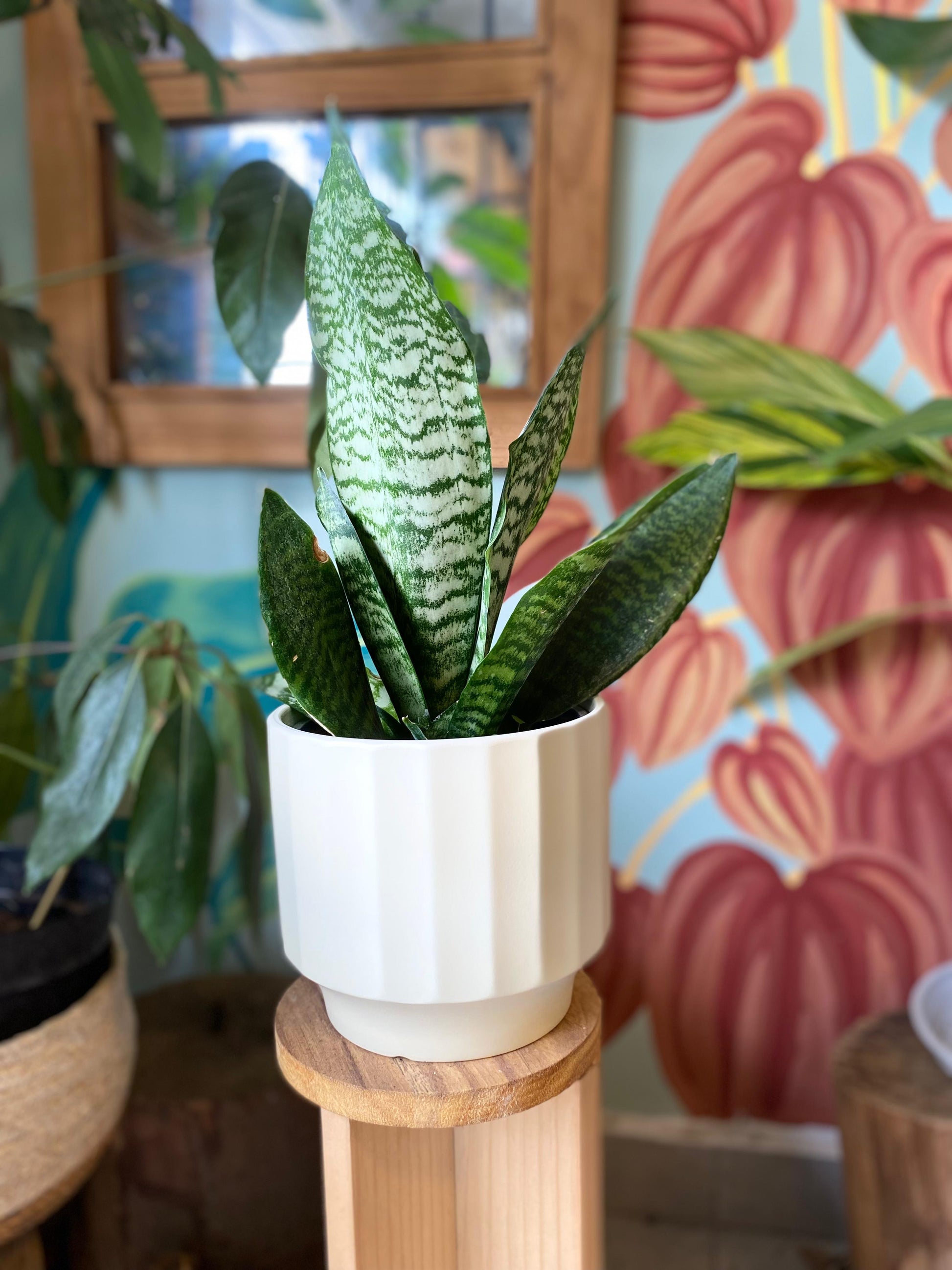 sansevieria zeylanica cuidados Sansevieria Zeylanica – La Loca de las Plantas