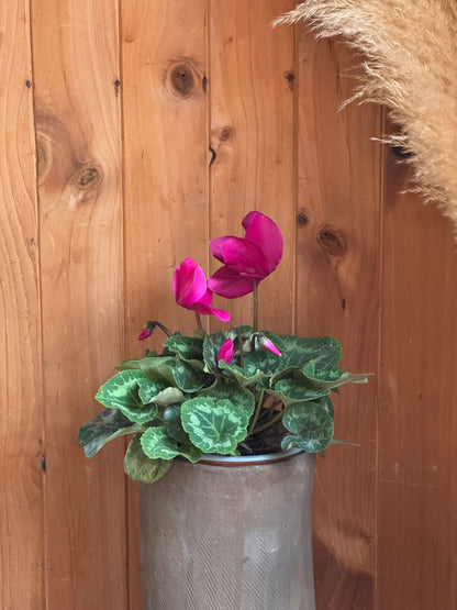 Cyclamen (Violeta Persa)