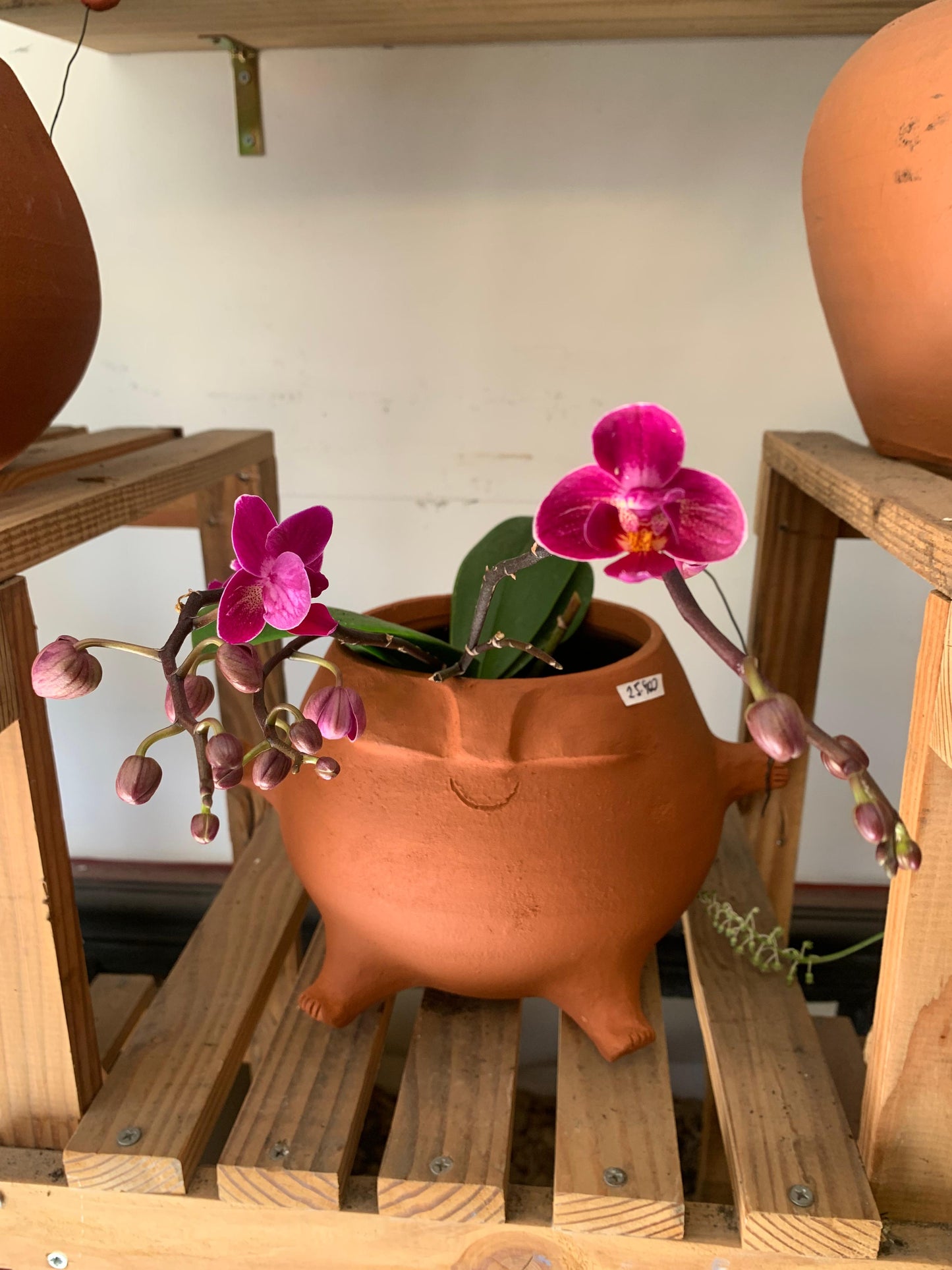 Orquidea Phalaenopsis S