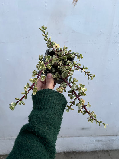 Arbol De Jade Variegado
