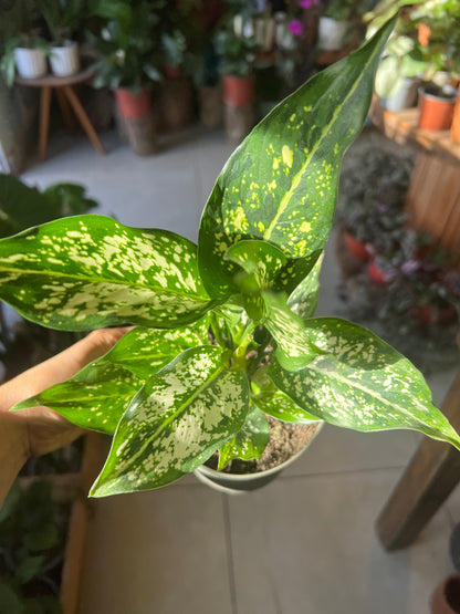 Aglaonema Perdiz