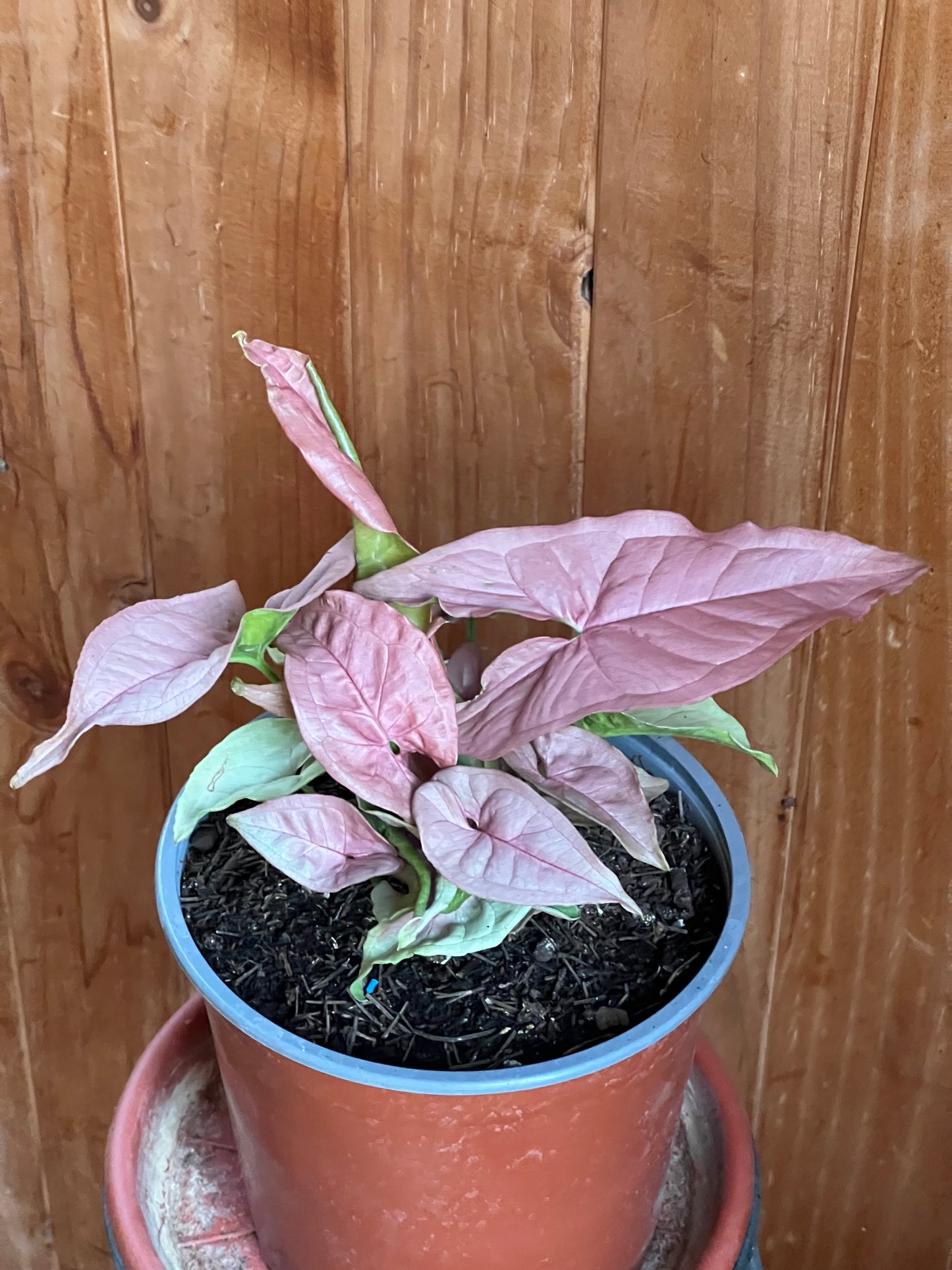 Singonio Neon (rosado)