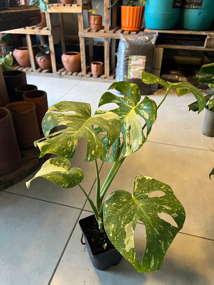 Monstera Variegada Thai Constellation