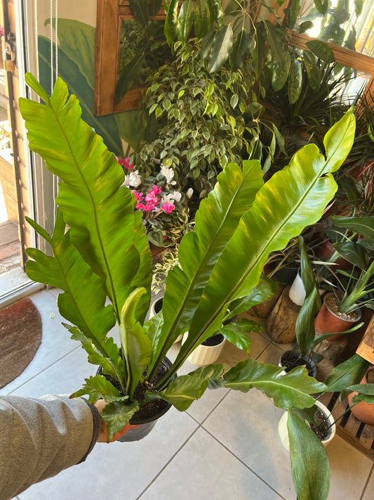 Helecho Asplenium (nido De Aguila)