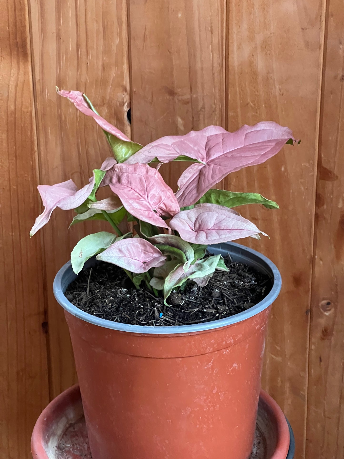 Singonio Neon (rosado)