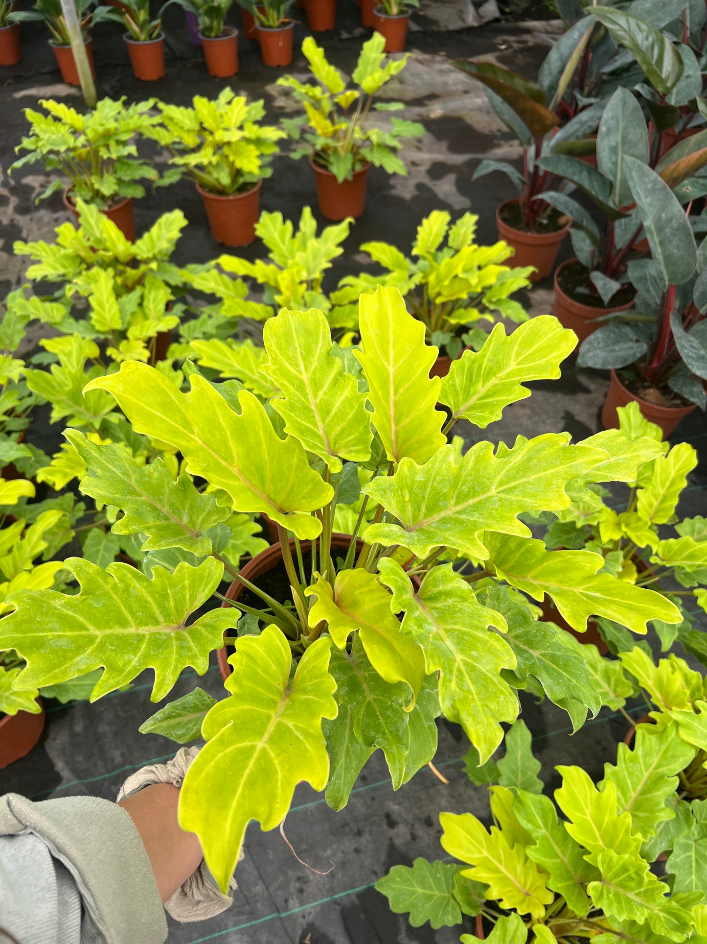 Filodendro Xanadú Gold