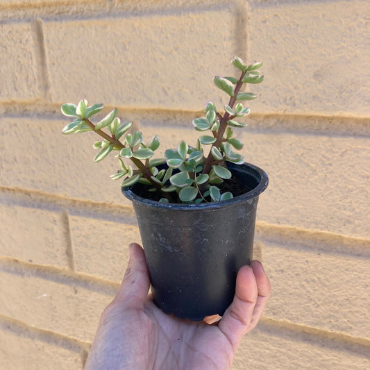 Arbol De Jade Variegado