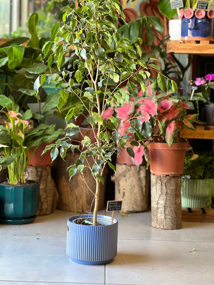 Ficus Danielle