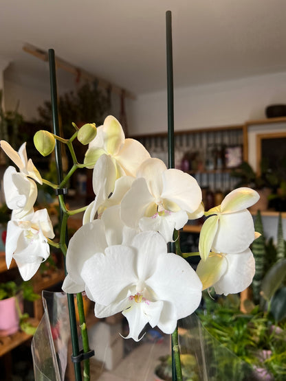 Orquidea Phalaenopsis