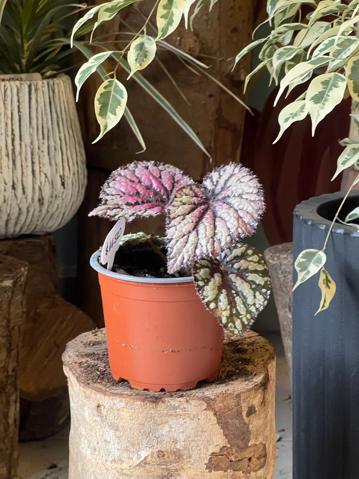 Begonia Rex - Mix