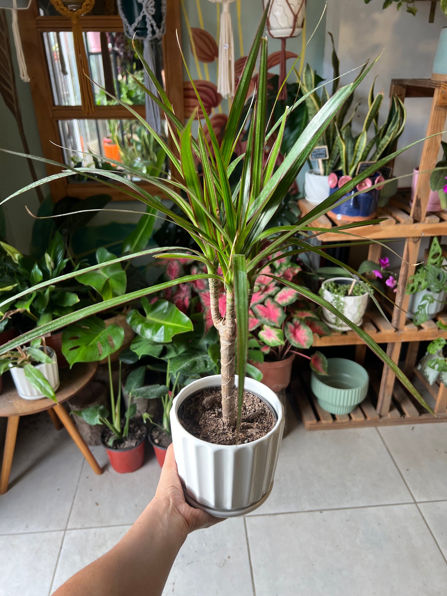 Dracena Colorama