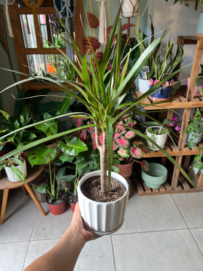 Dracena Colorama