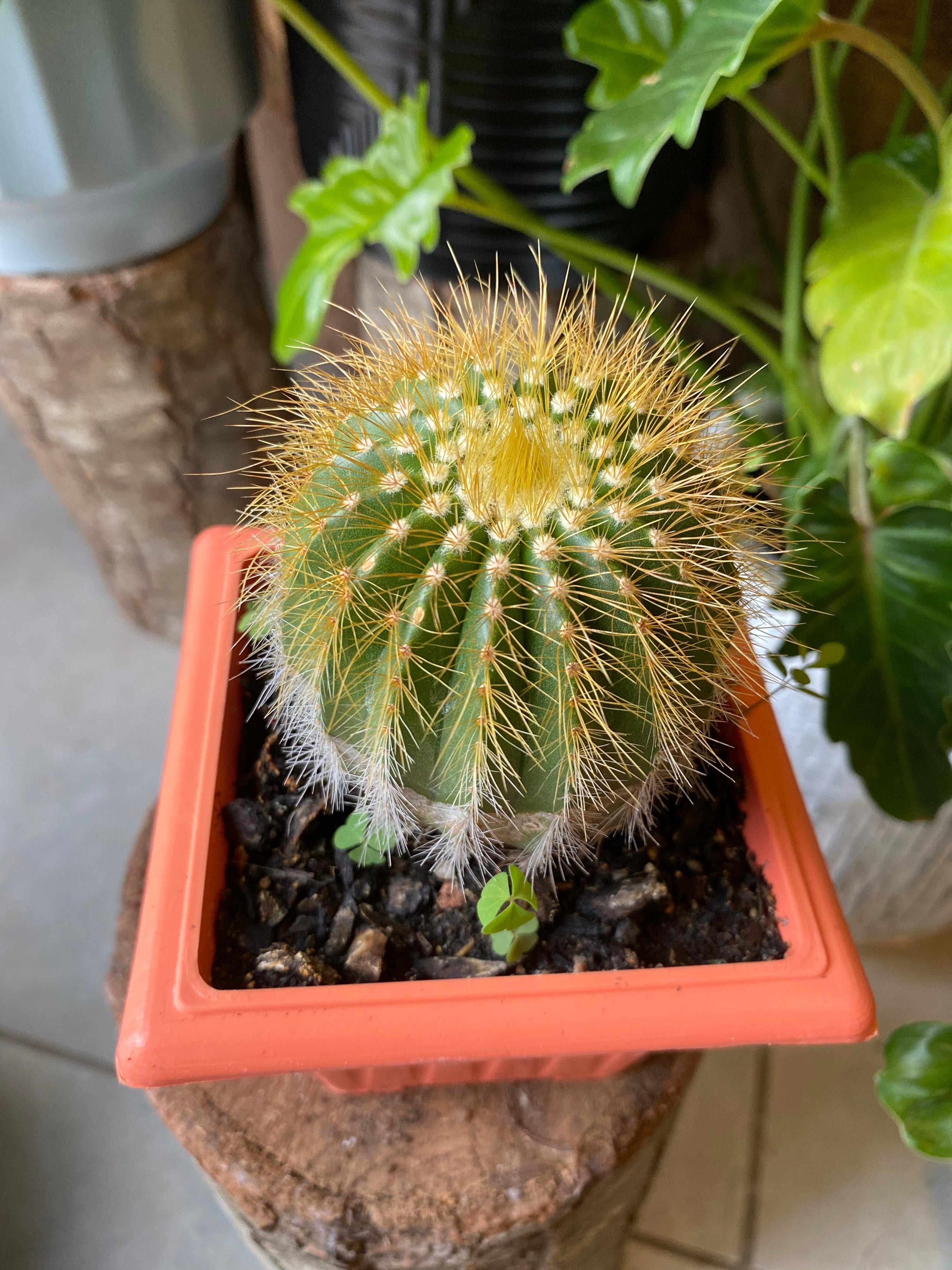 Cactus✩ Cactus Variedades – La Loca de las Plantas