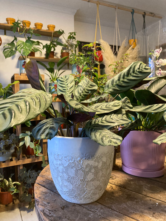 Calathea Burle Marxii