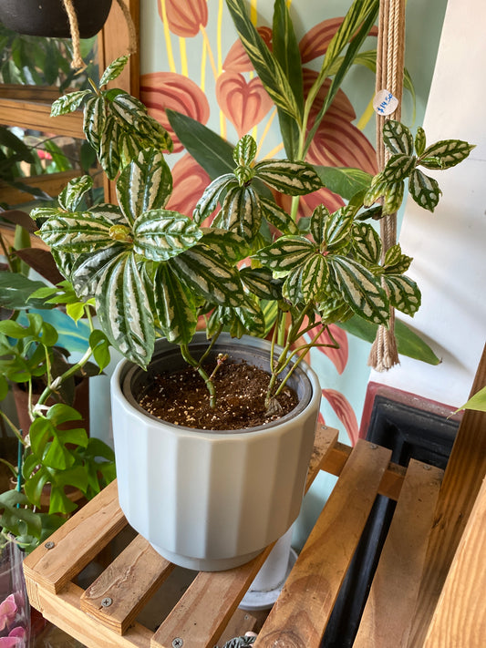 Pilea Cadierei M